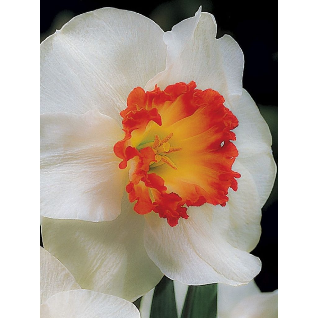 Narcissus Ring of Fire - Daffodil