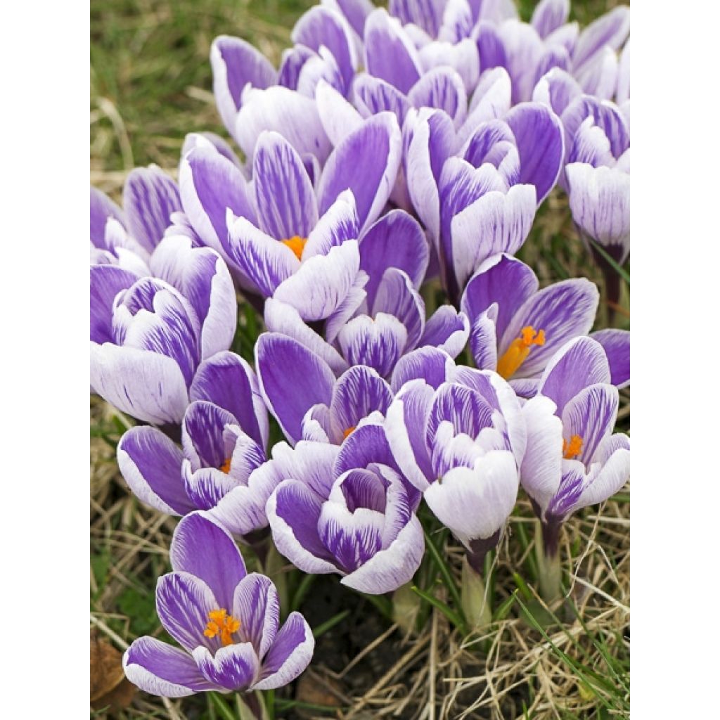 Crocus vernus Pickwick