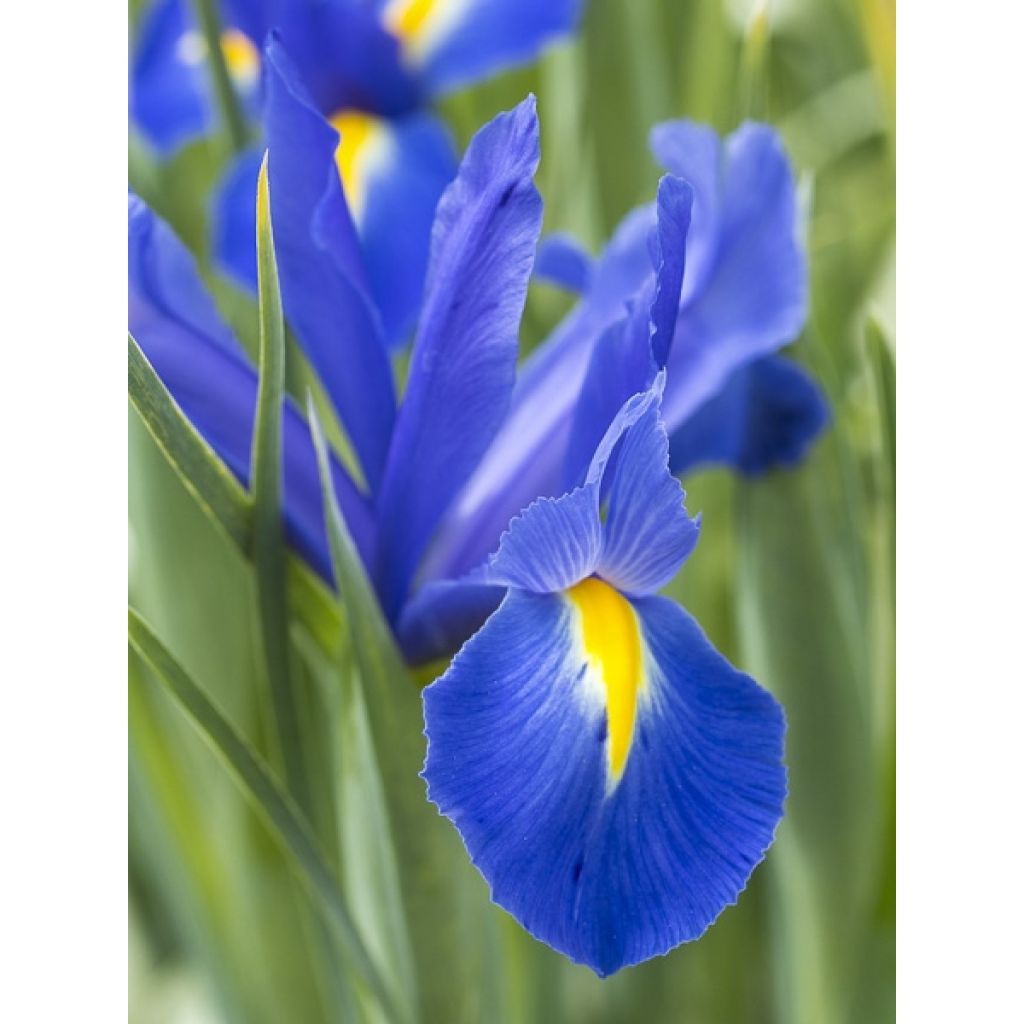 Iris x hollandica Professor Blaauw