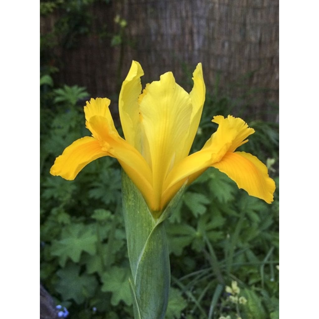 Iris hollandica Royal Yellow - Dutch Iris