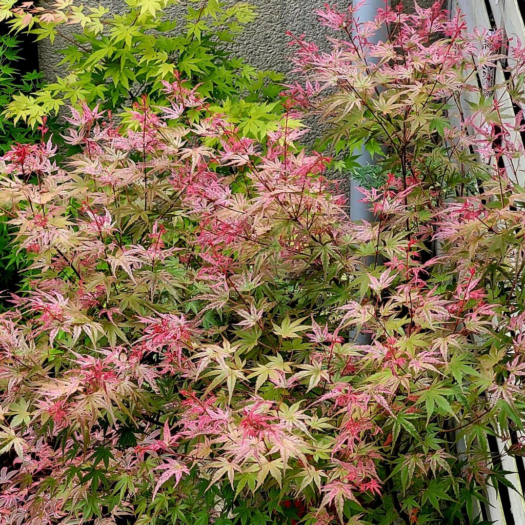 Acer palmatum Phoenix - Japanese Maple