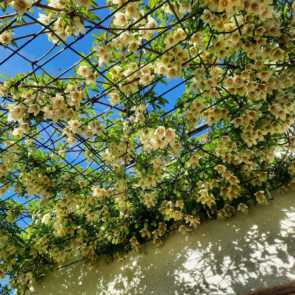 Clematis x napaulensis Christmas Surprise