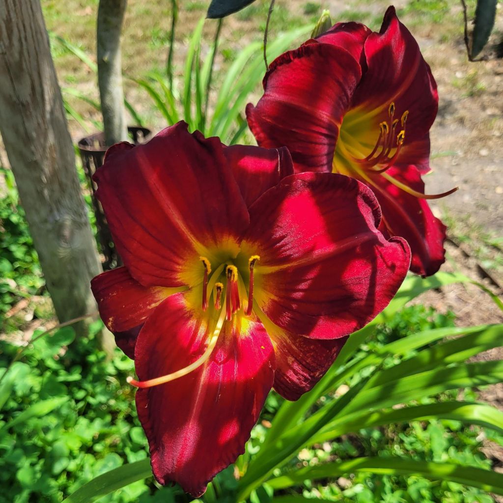 Hemerocallis Jolly Hearts - Daylily