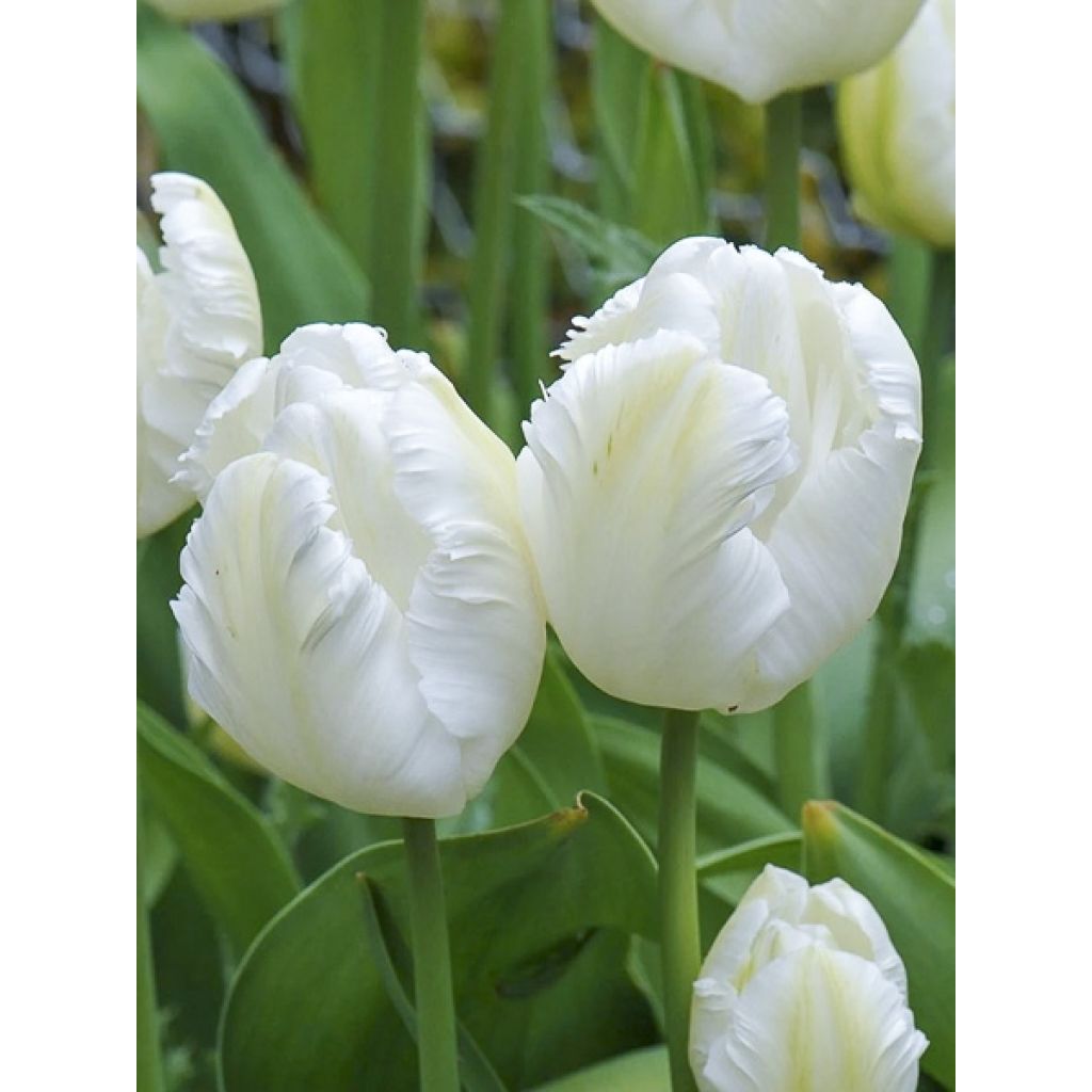 Tulipa Madonna - Parrot Tulip