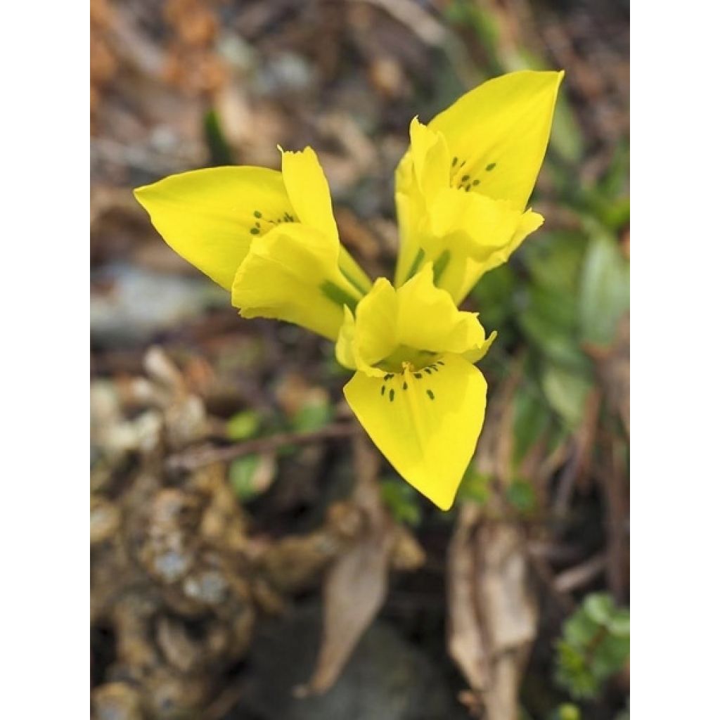 Iris reticulata danfordiae - Netted iris