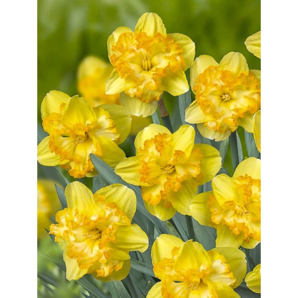 Narcissus Blazing Starlet - Daffodil