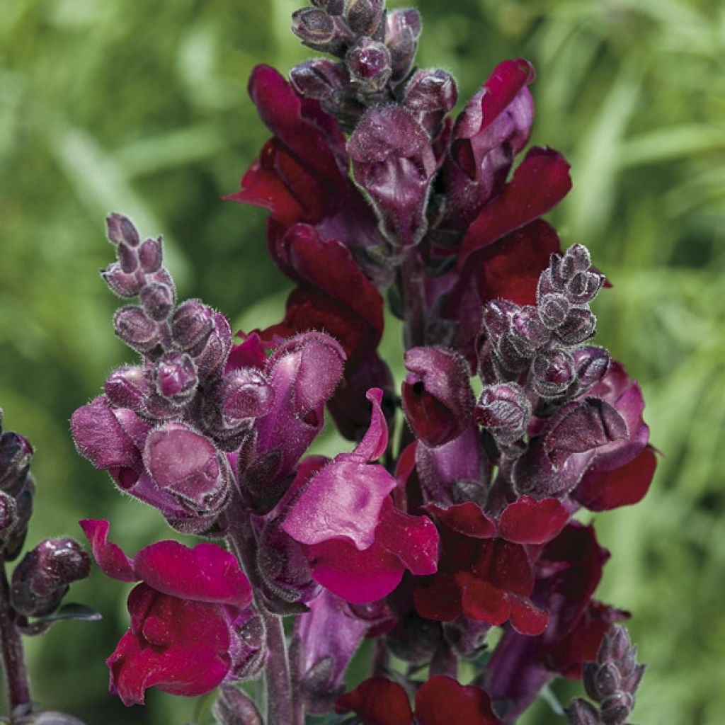 Snapdragon Black Prince Seeds - Antirrhinum majus