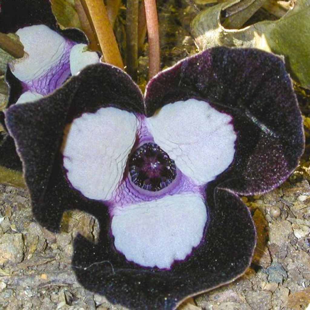 Asarum maximum Ling Ling