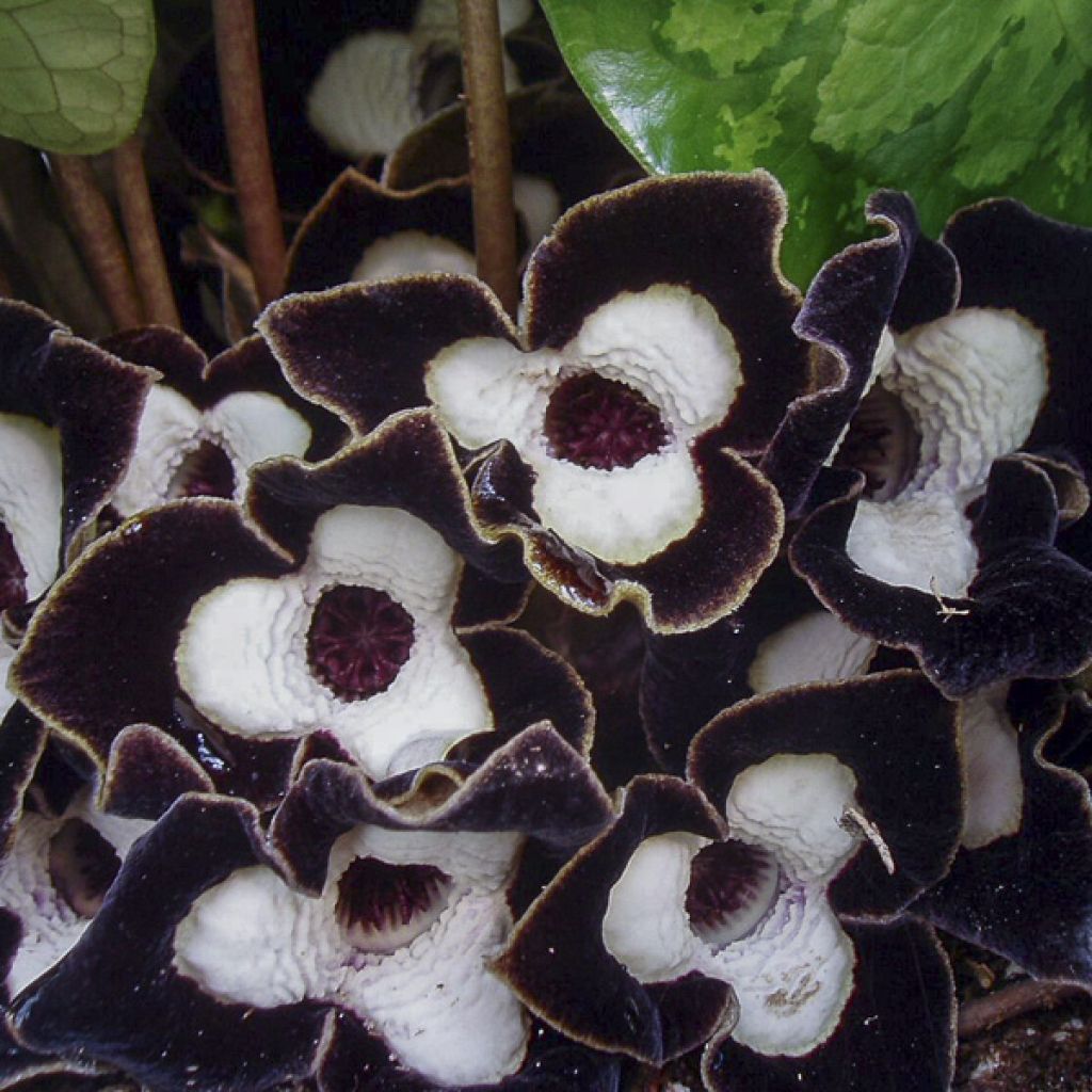 Asarum maximum Ling Ling