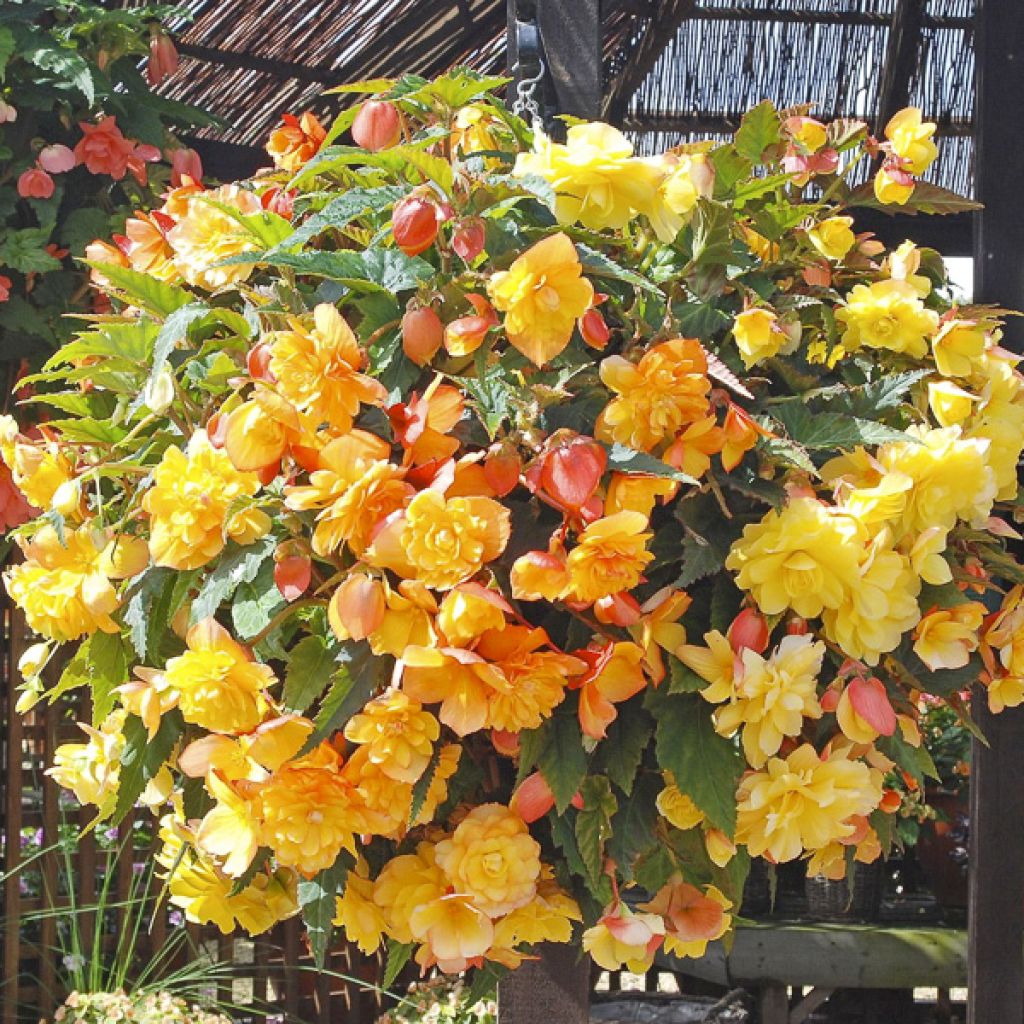 Begonia pendula Apricot Shades Improved F1 seeds
