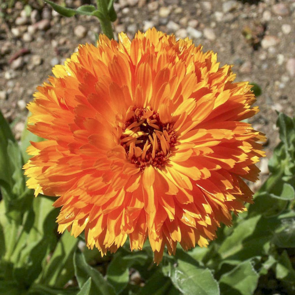 Calendula officinalis Ball’s Orange Seeds - Pot Marigold