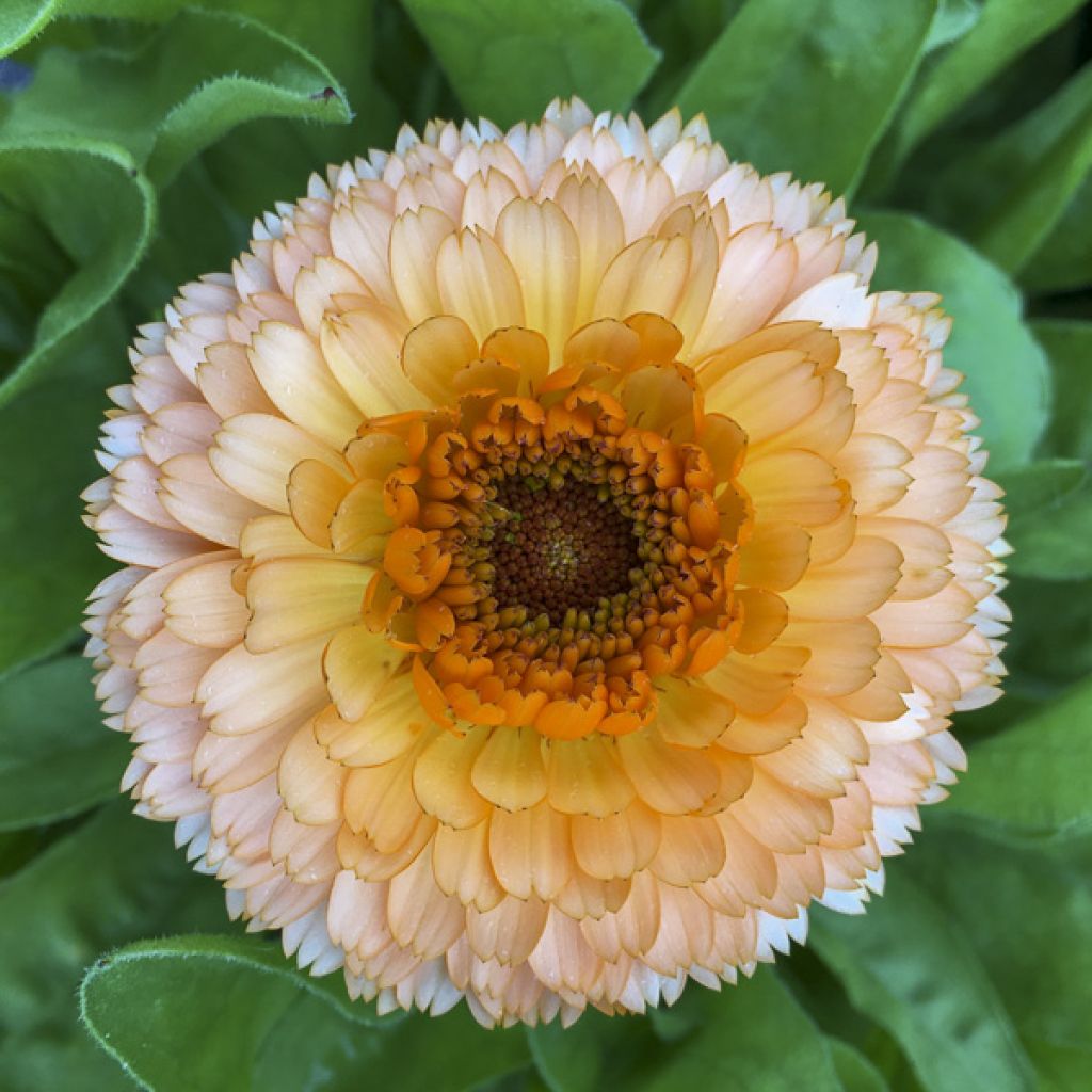 Calendula officinalis Pink Surprise Seeds - Pot Marigold