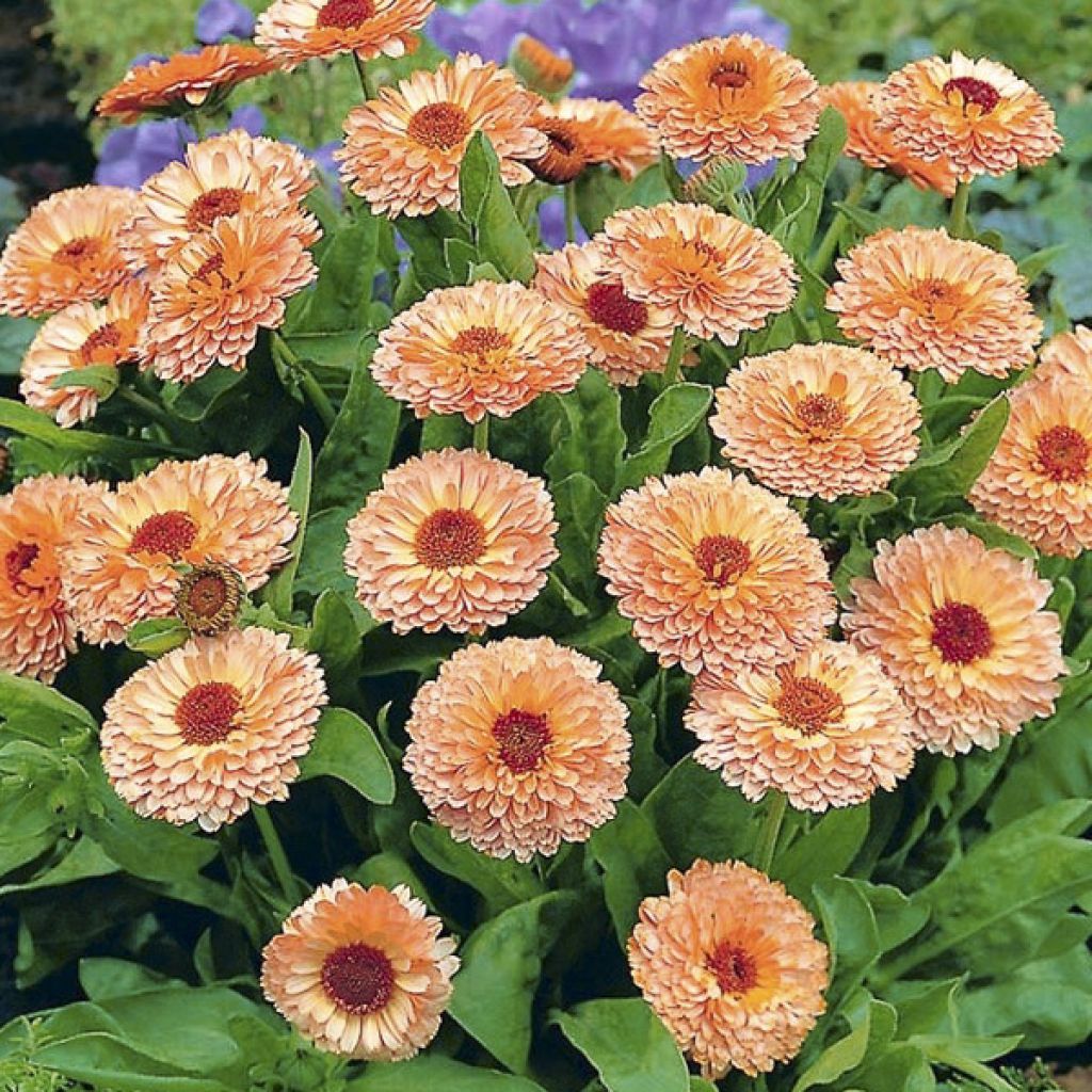 Calendula officinalis Pink Surprise Seeds - Pot Marigold