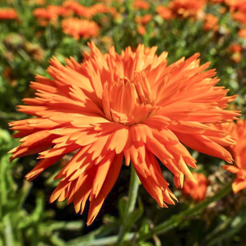 Calendula officinalis Porcupine Seeds - Pot Marigold
