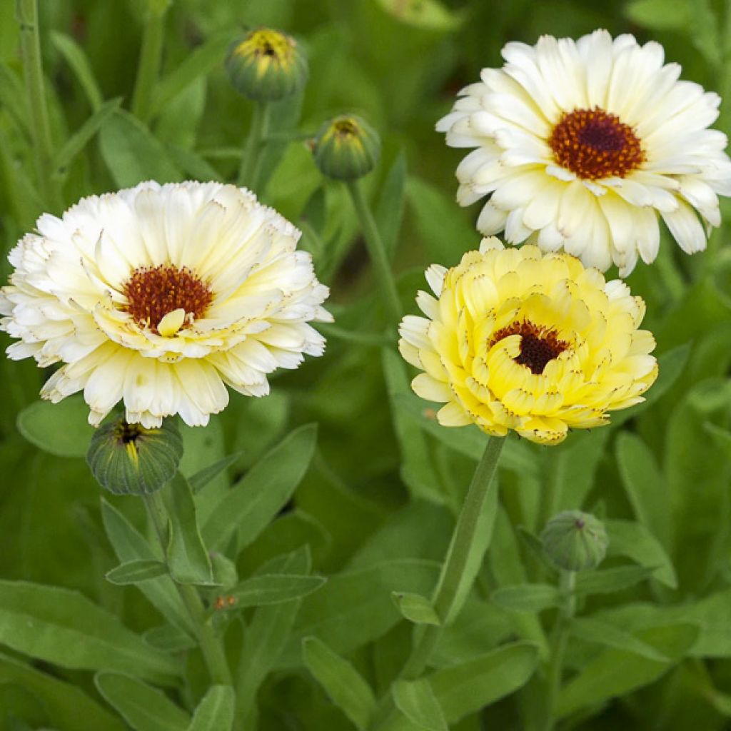 Calendula officinalis Snow Princess Seeds - Pot Marigold