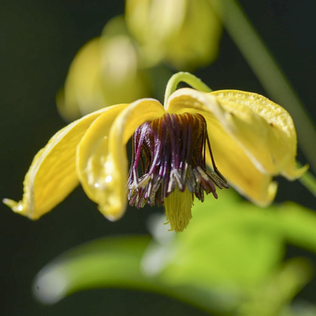 Clematis Golden Harvest