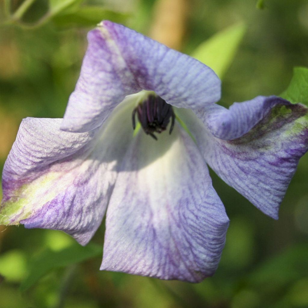 Clematis Caerulea Luxurians
