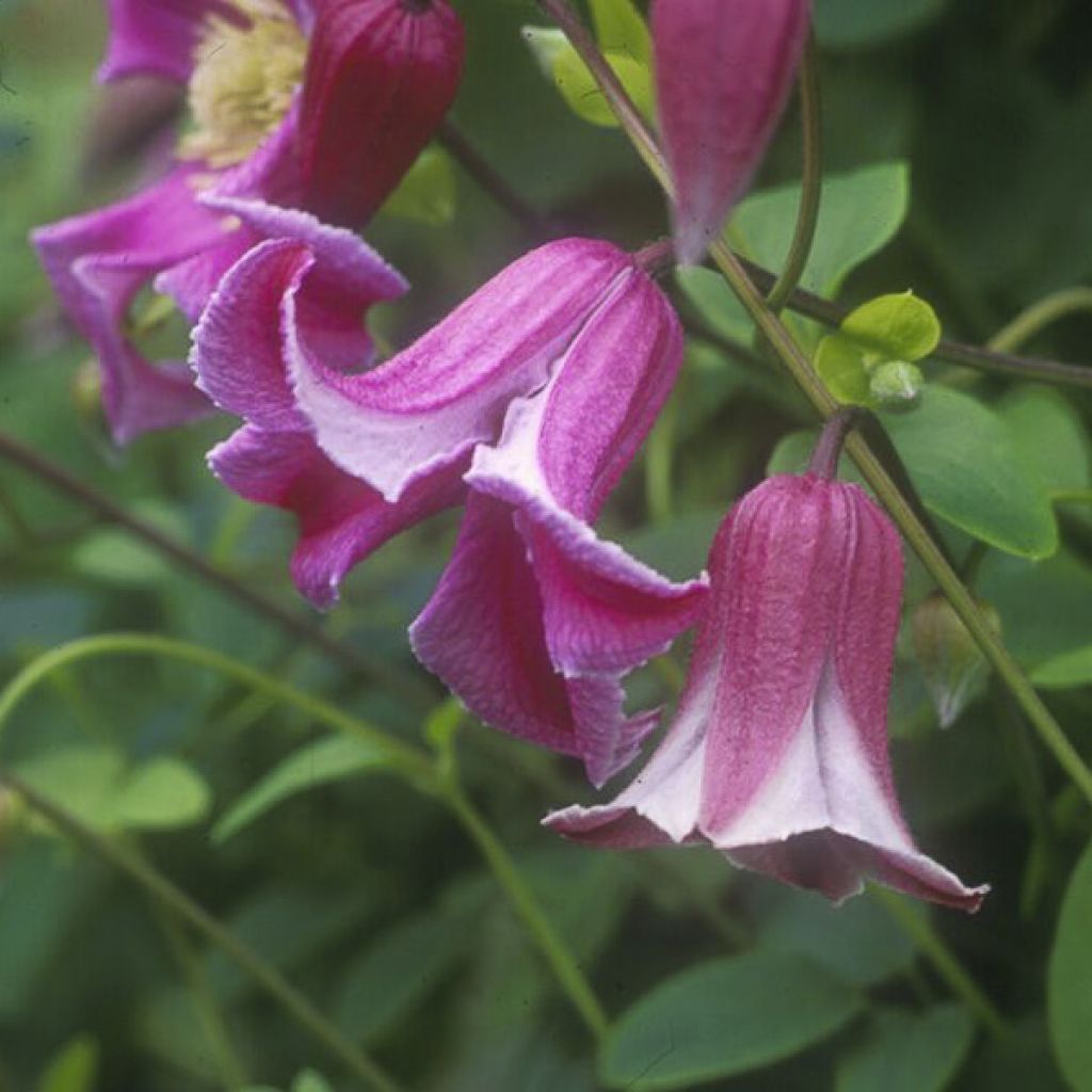Clematis texensis Etoile Rose