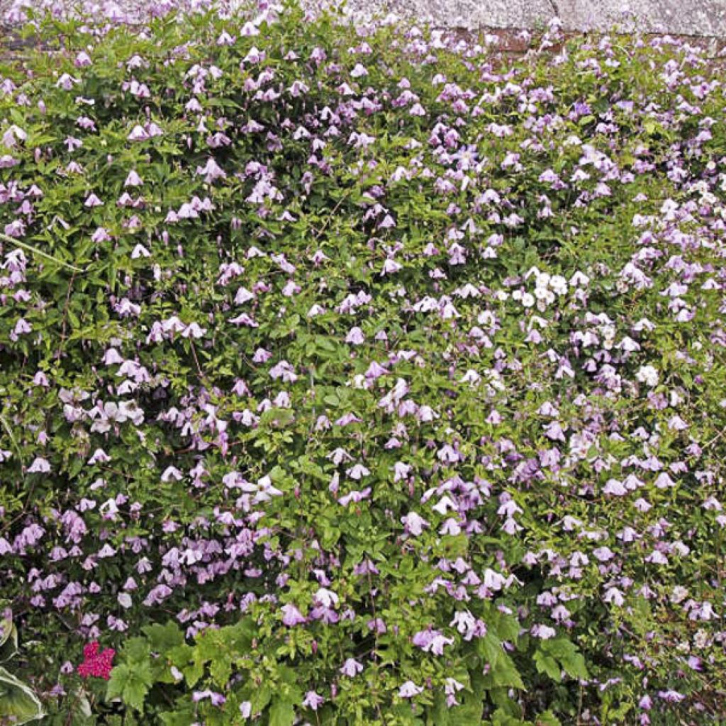 Clematis Hagelby Pink