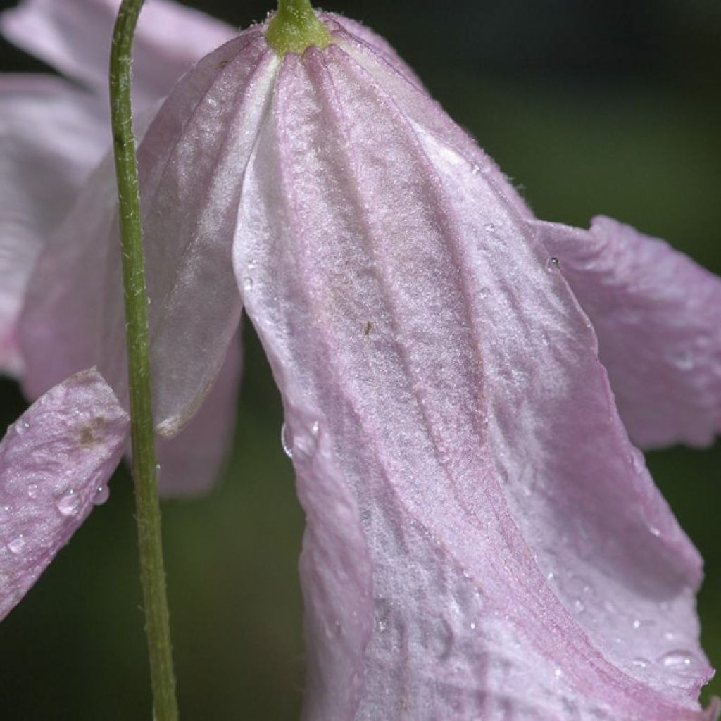 Clematis Hagelby Pink