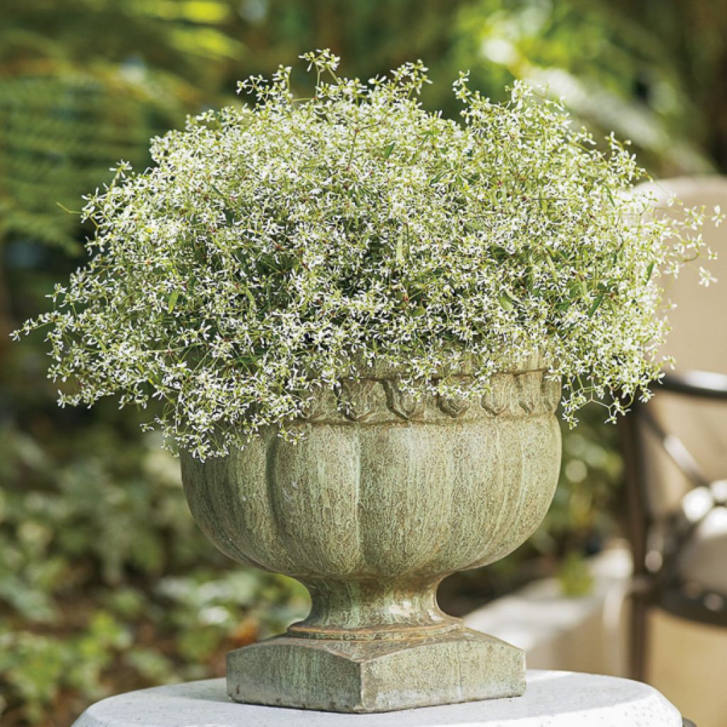 Euphorbia Diamond Frost