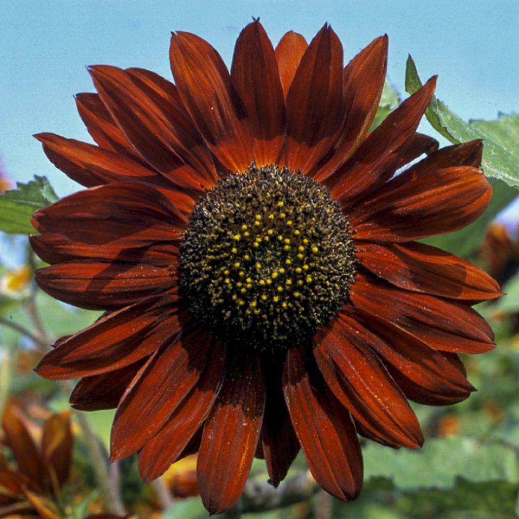 Sunflower Velvet Queen Seeds - Helianthus annuus