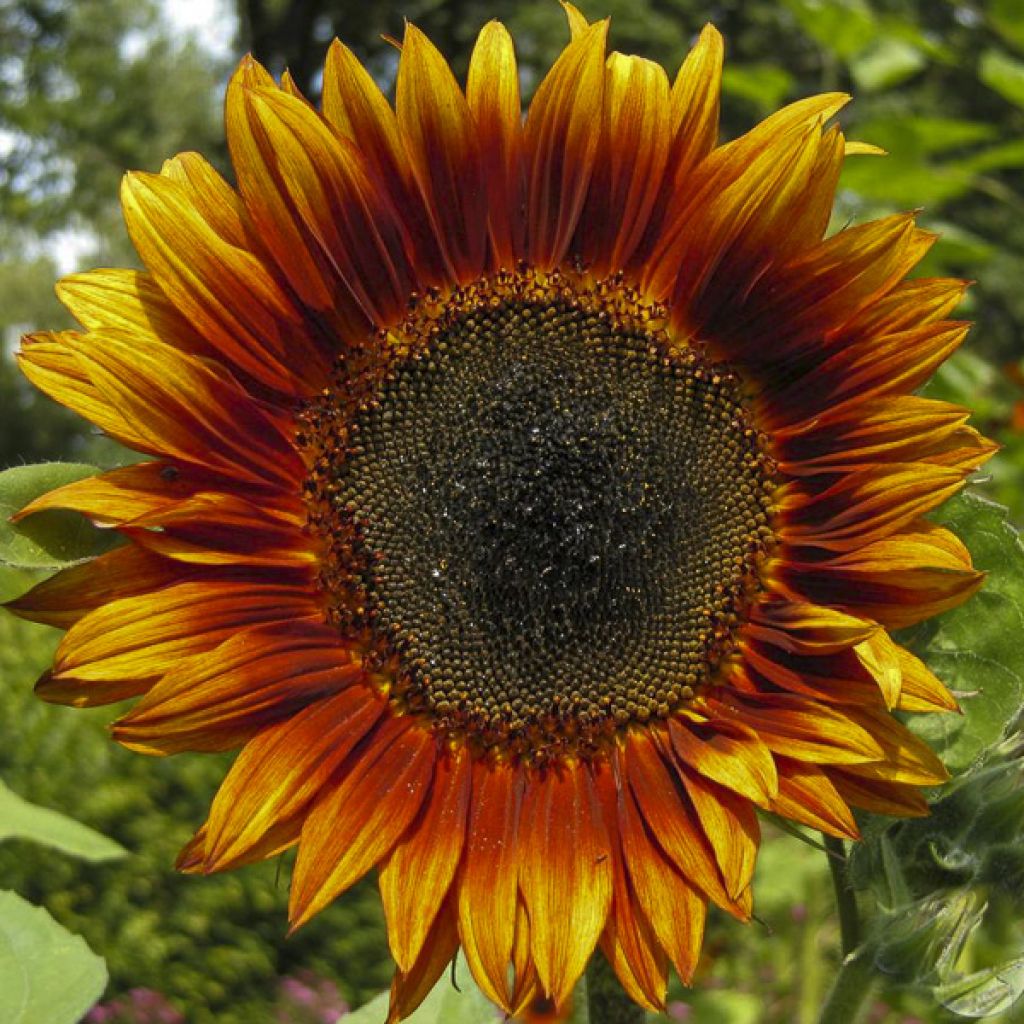 Sunflower Velvet Queen Seeds - Helianthus annuus