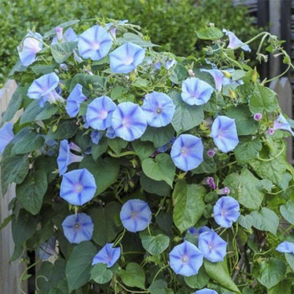 Ipomoea purpurea - Morning Glory Light Blue Star Seeds