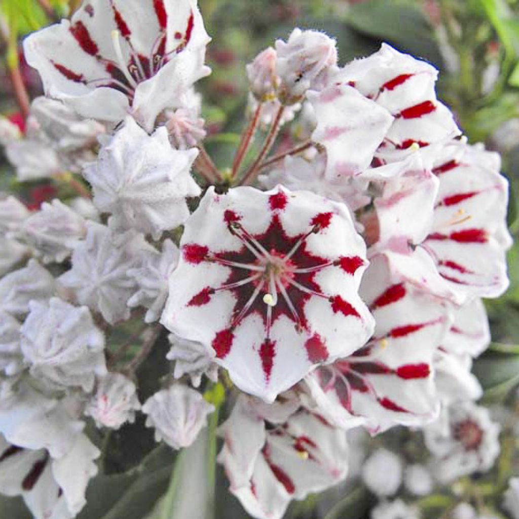 Kalmia latifolia Bumblebee - Mountain Laurel
