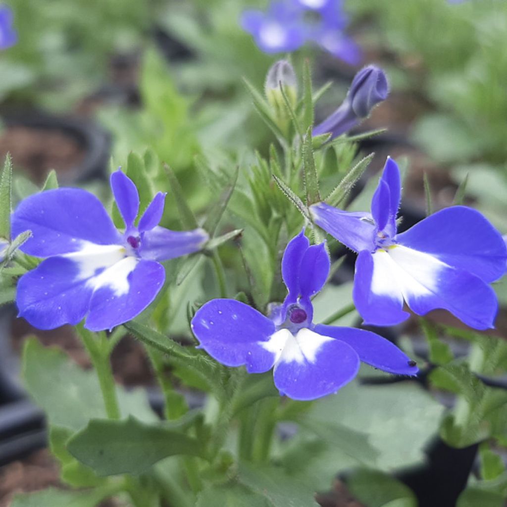 Lobelia erinus pendula Hot Bavaria - Trailing Lobelia