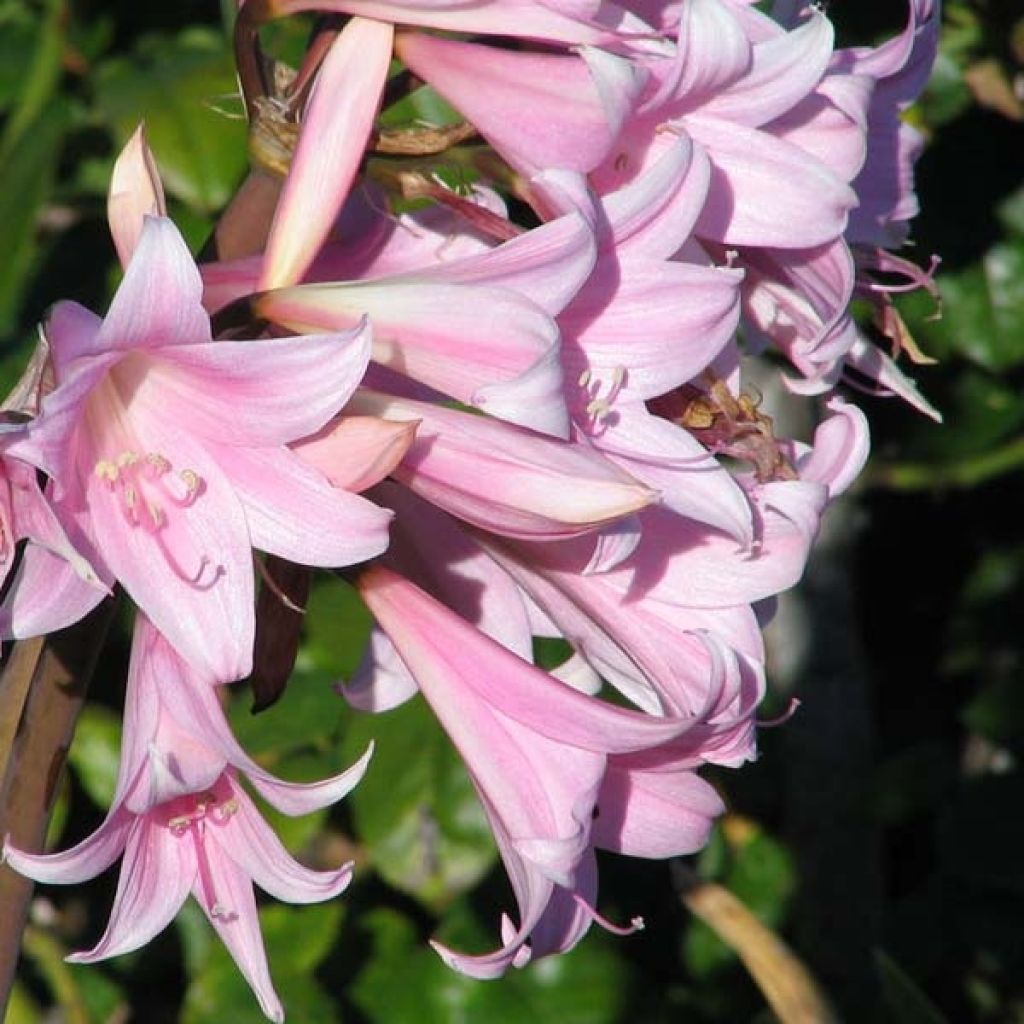Amaryllis belladonna