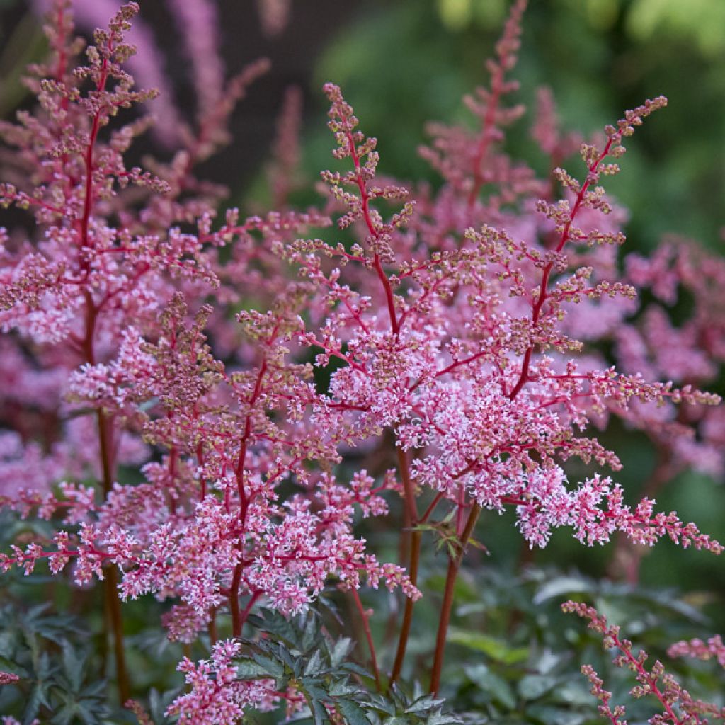Astilbe simplicifolia Key West - False Spirea