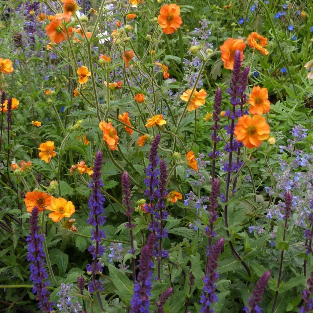3 Essential Perennials for Summer