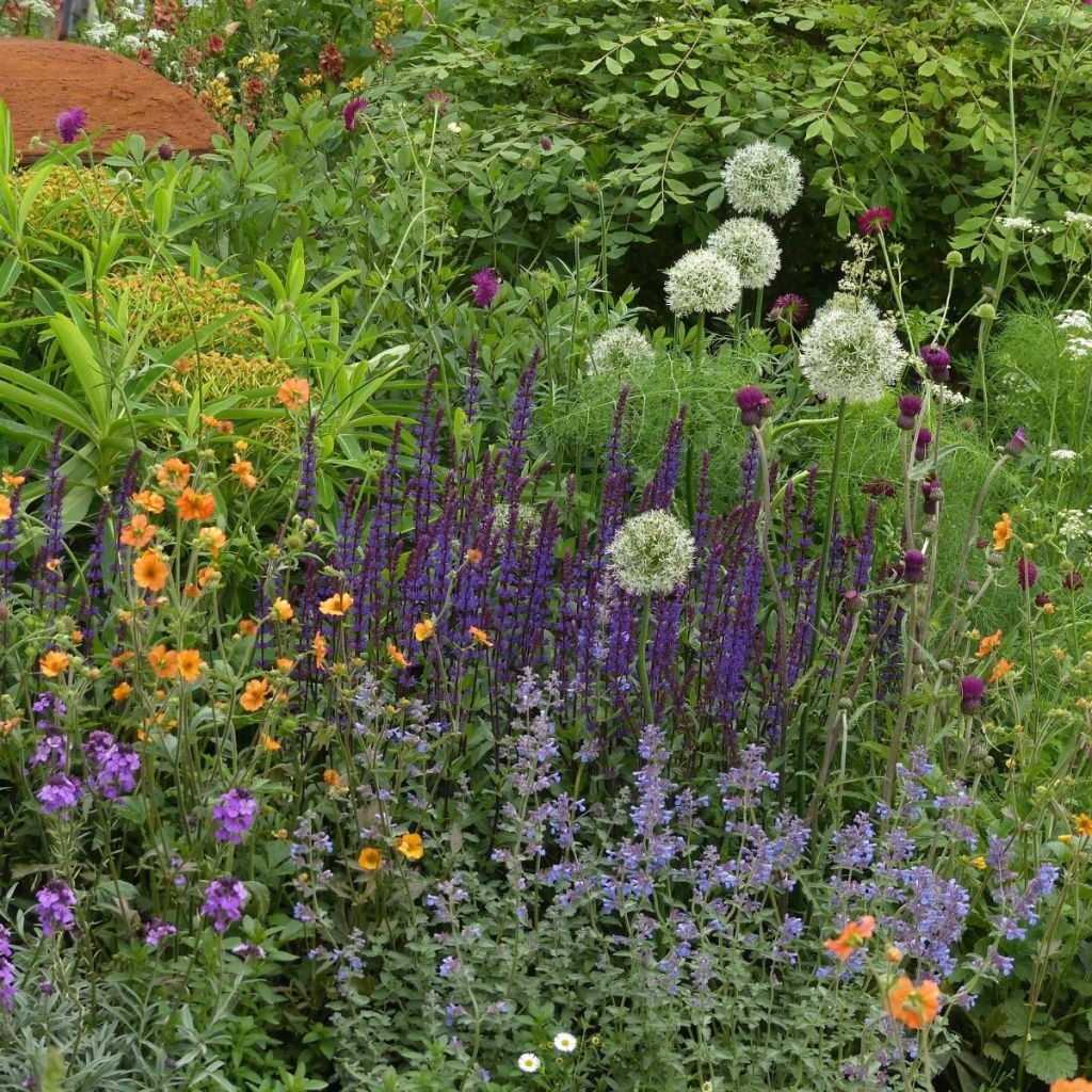3 Essential Perennials for Summer