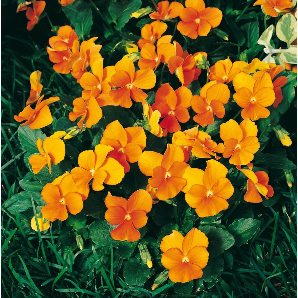 Viola cornuta Penny Orange plug plant
