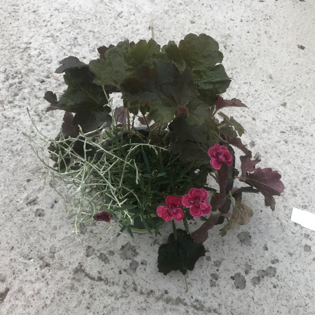 Morning Stroll Composition - Composition of 3 young plants