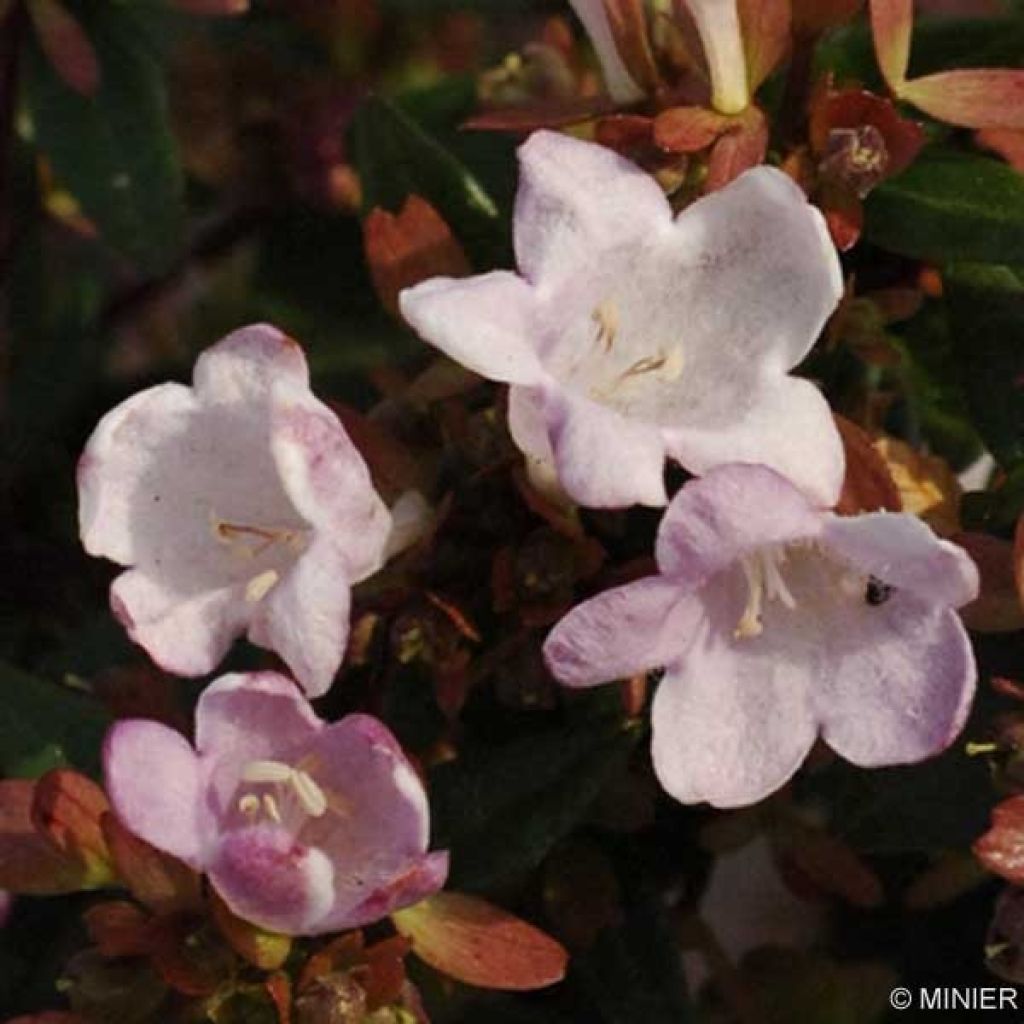 Abelia grandiflora Petite Garden