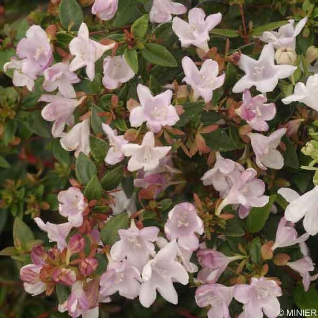 Abelia grandiflora Petite Garden