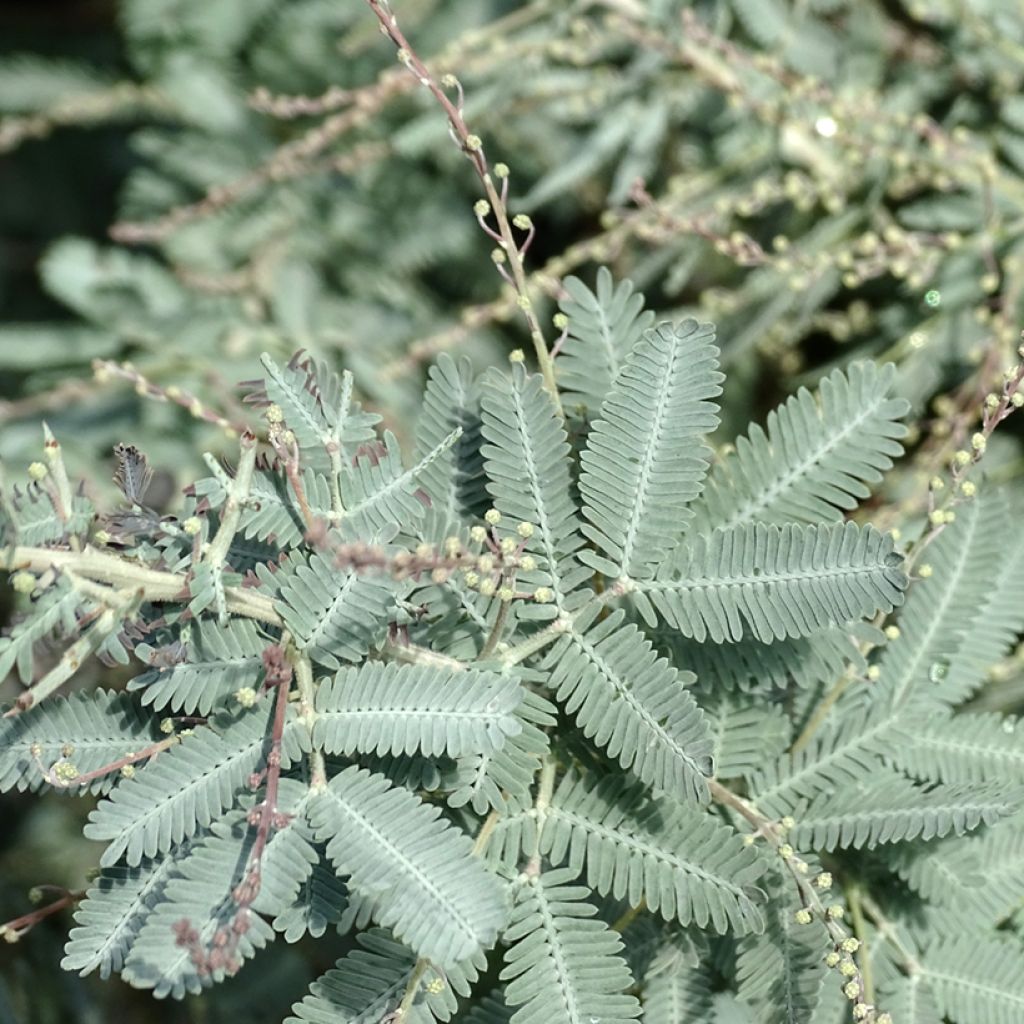 Acacia baileyana Songlines