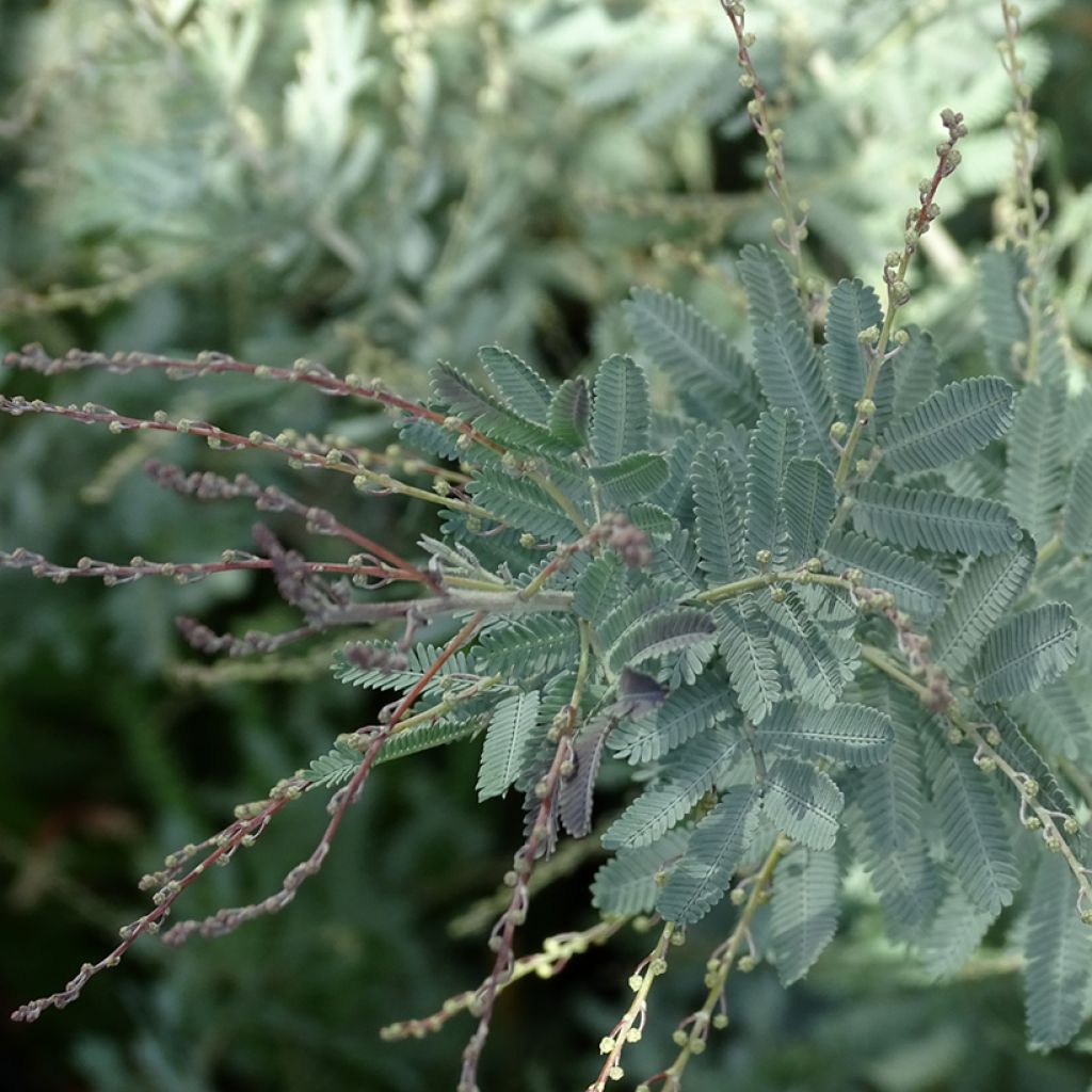 Acacia baileyana Songlines