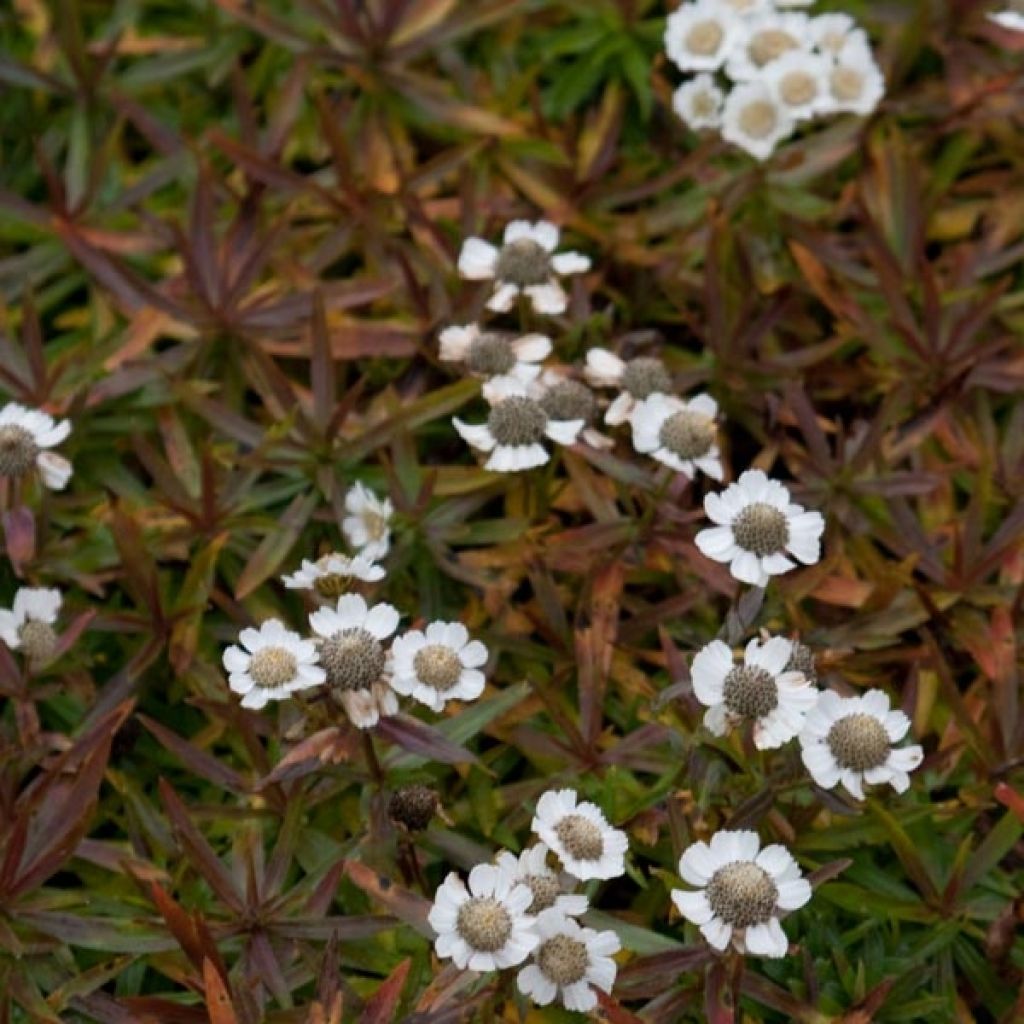 Achillea ptarmica Nana Compacta