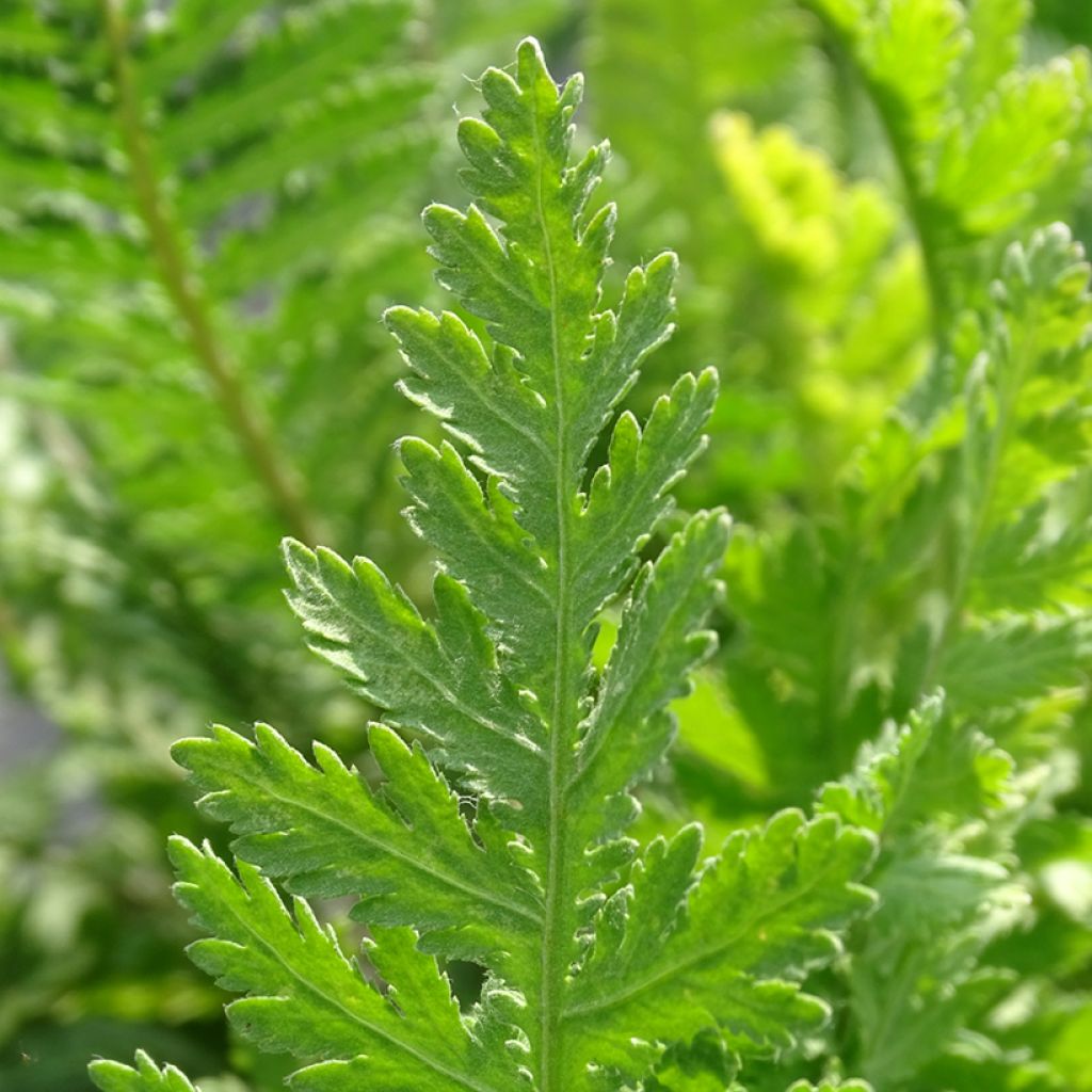 Achillea fillipendulina Cloth of Gold