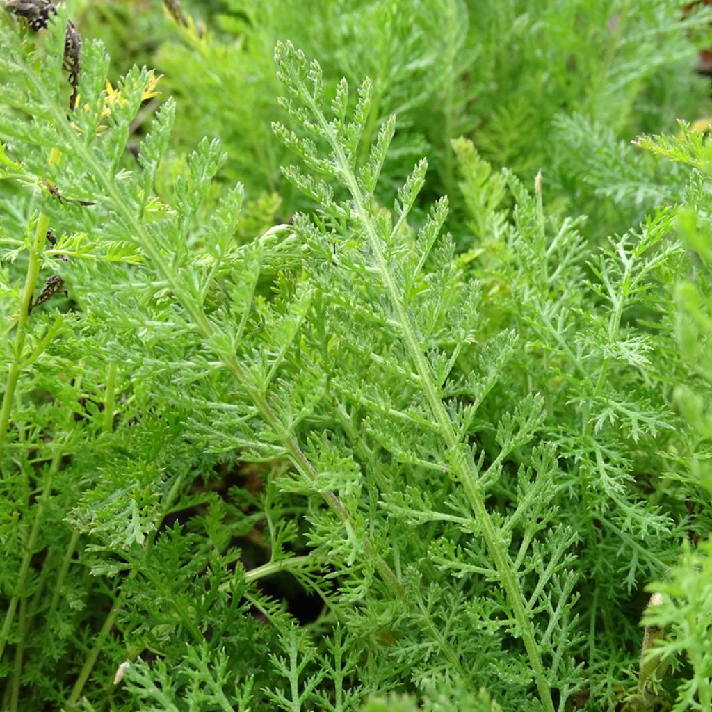 Achillea millefolium Summer Pastel