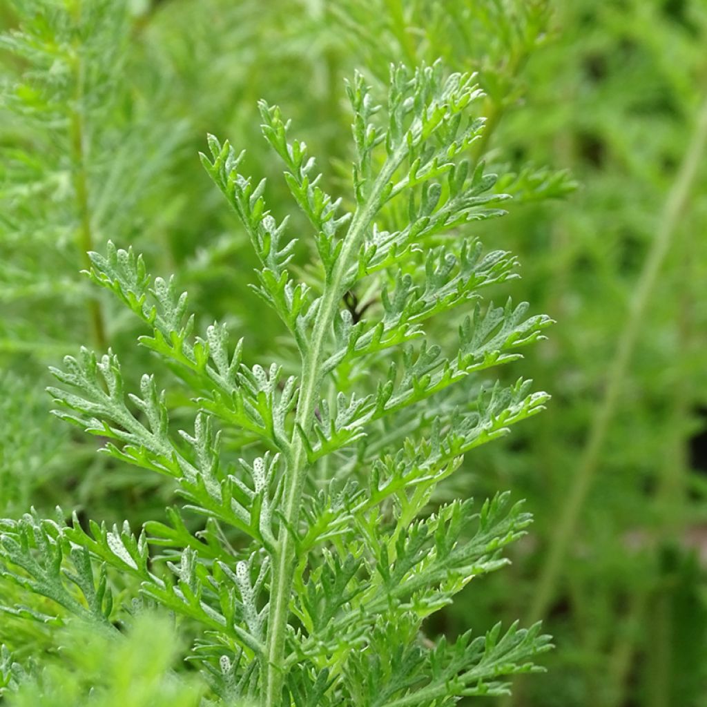 Achillea millefolium Summer Pastel