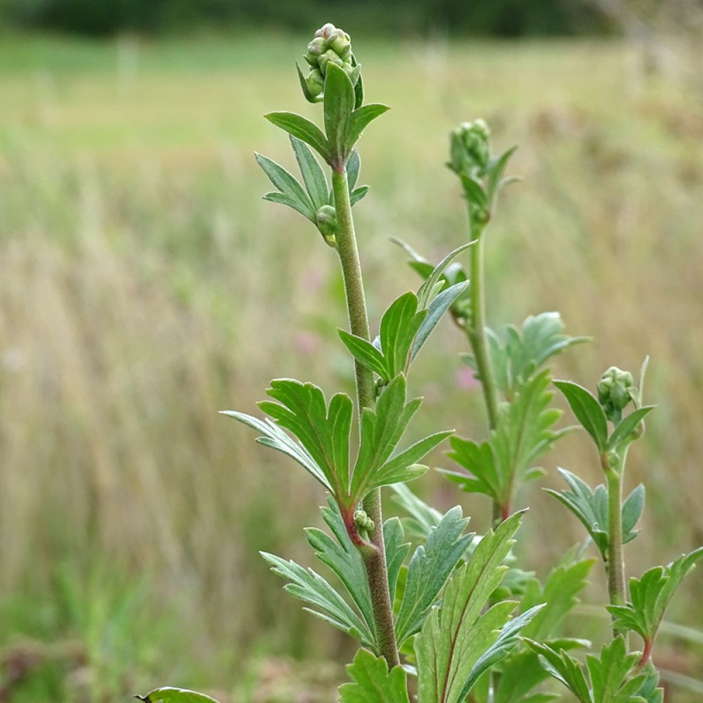 Aconitum carmichaelii Arendsii