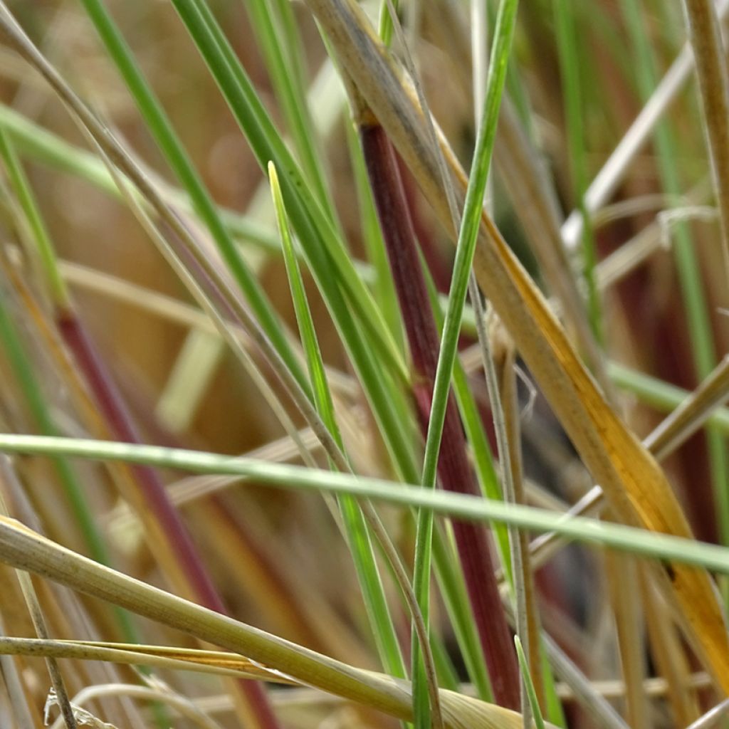 Ammophila arenaria