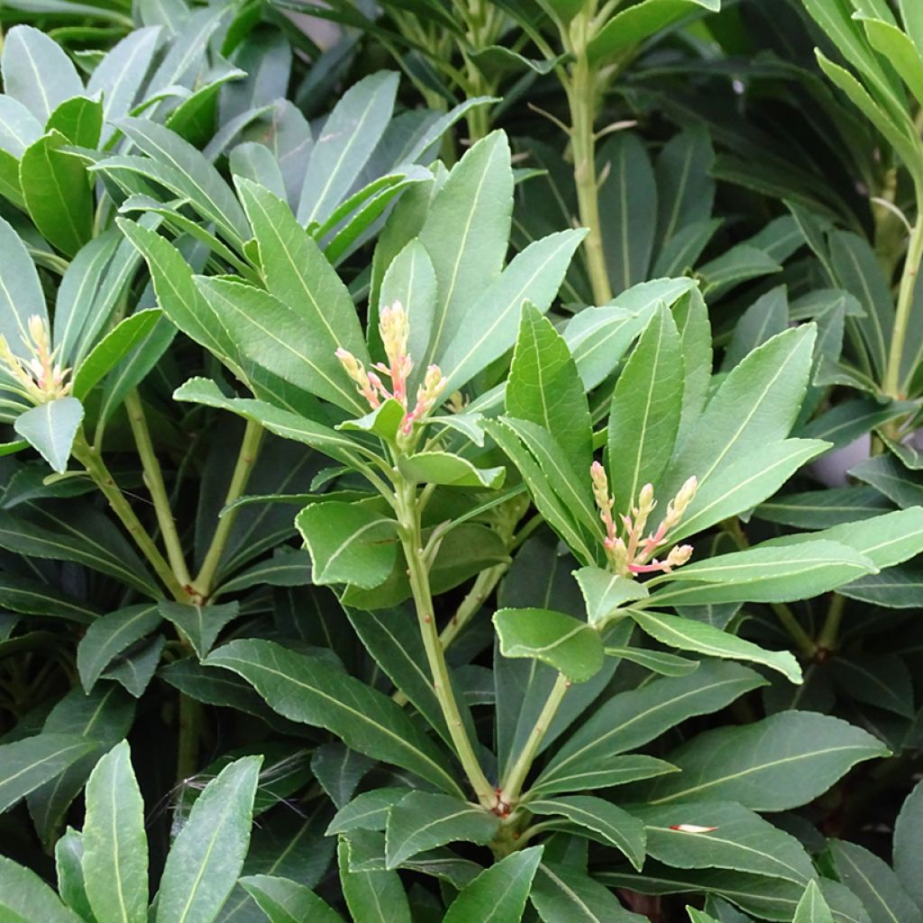 Pieris japonica Sarabande - Japanese Andromeda