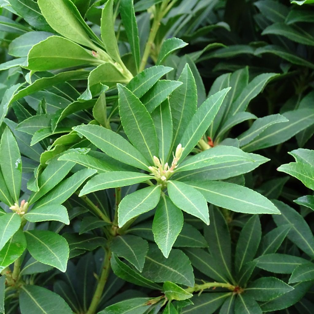 Pieris japonica Sarabande - Japanese Andromeda