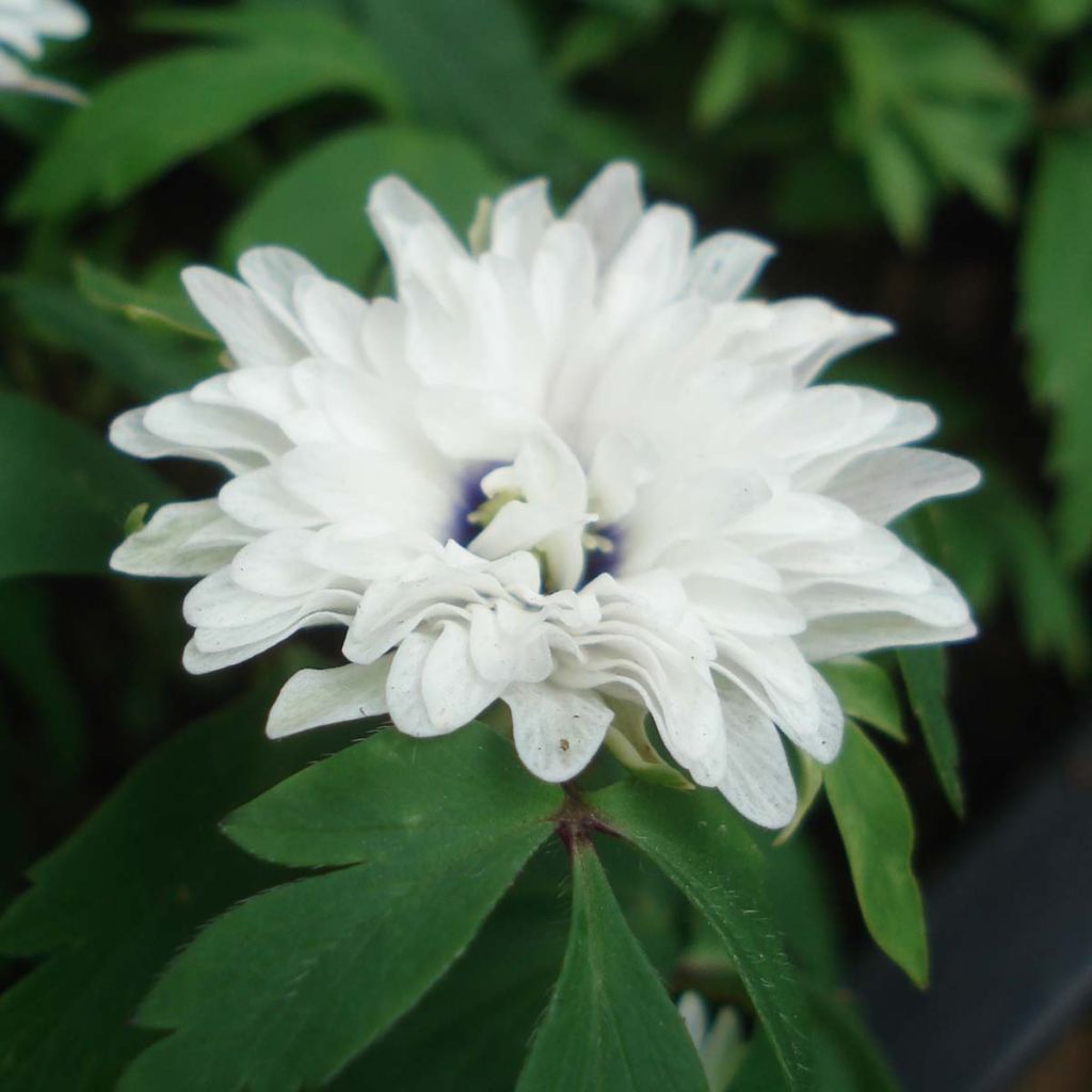 Anemone nemorosa Blue Eyes