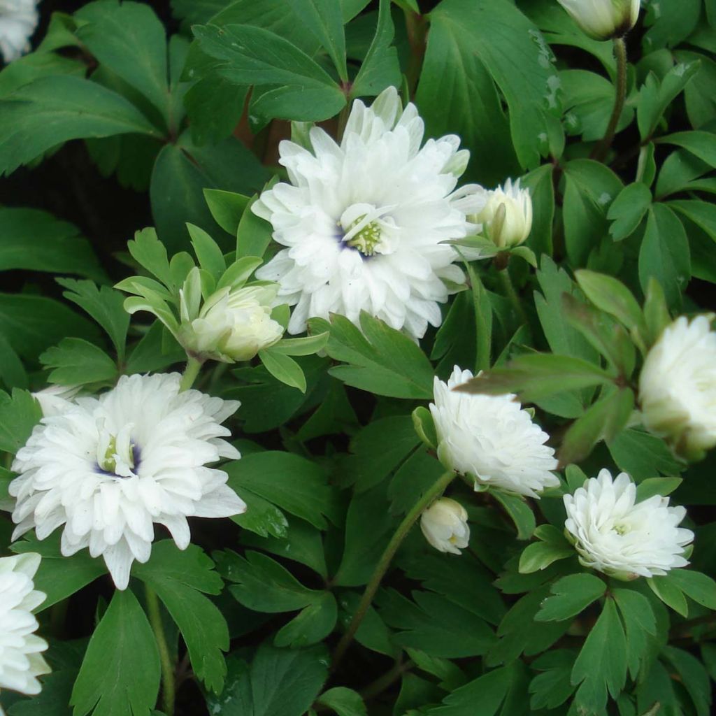 Anemone nemorosa Blue Eyes
